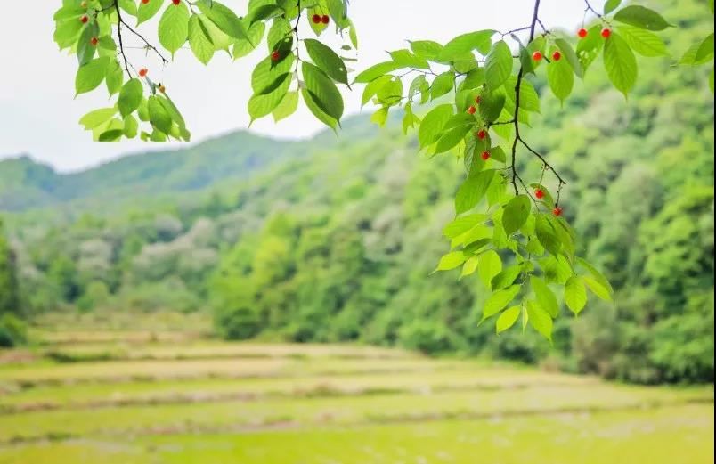 鱼缸养鱼风水有什么建议