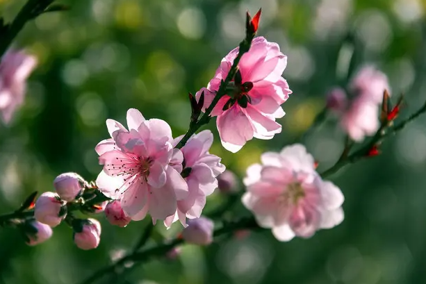 八字带桃花是好事吗 命带桃花还会晚婚吗