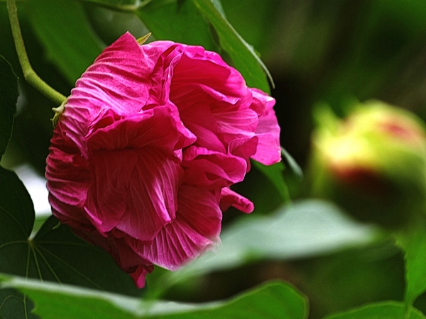 芙蓉花语是早熟，被芙蓉花祝福的人会找年长的恋人