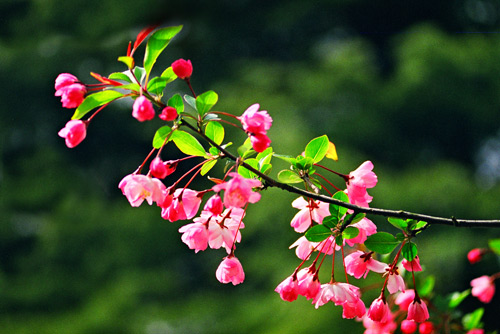 海棠花花语是什么，四季海棠花宜送儿童