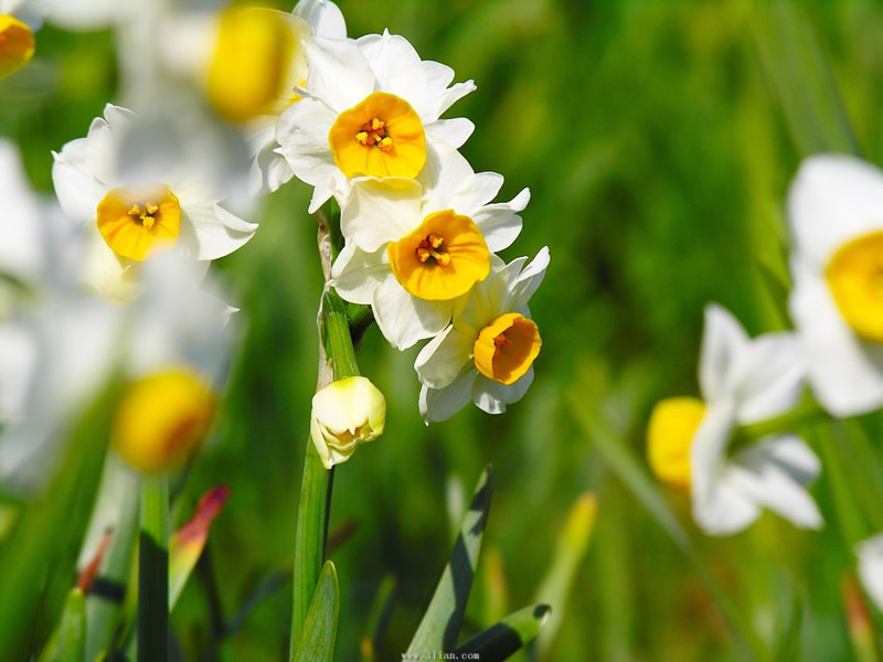 水仙花花语是什么，不同颜色花语不同