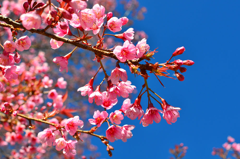 樱花的花语是纯洁与幸福，樱花非常适合情侣们去