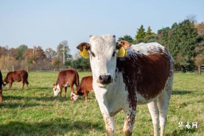 几月份的牛比较有福气 属牛人命最差农历月份