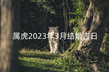 属虎2023年3月结婚吉日 属虎在兔年结婚好不好