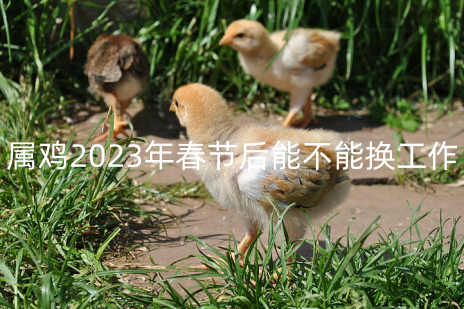 属鸡2023年春节后能不能换工作 做什么能发财